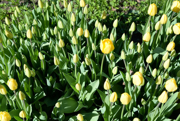 Blossoming tulips closeup.