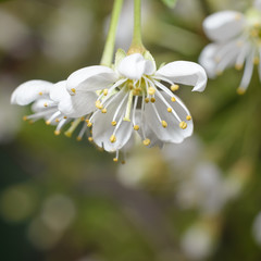 Blooming cherry tree with white flowers, blurred sunlight. Soft focus.