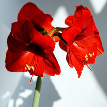 Blooming red amaryllis. Closeup of a flower on an isolated background.