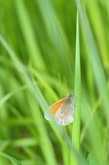 Butterfly drinks nectar from a flower.