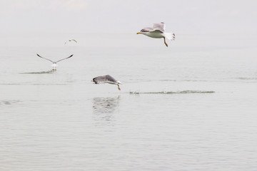 Seagulls circling over the water.