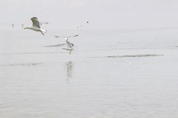 Seagulls circling over the water.