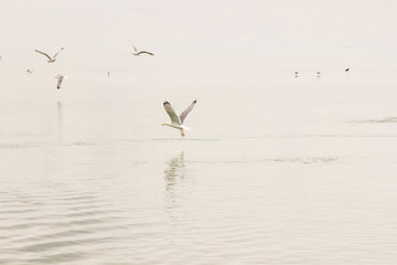 Fototapeta na wymiar Seagulls circling over the water.