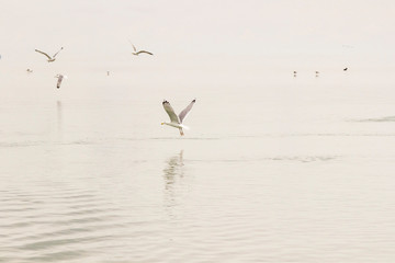 Seagulls circling over the water.