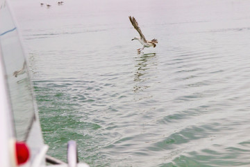 Seagulls circling over the water.