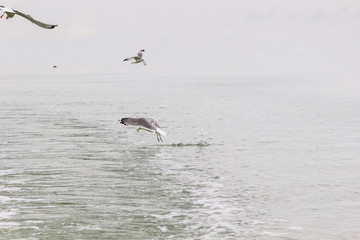 Seagulls circling over the water.