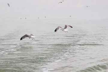 Fototapeta na wymiar Seagulls circling over the water.