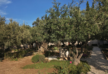 Garden of Gethsemane in Jerusalem. Israel