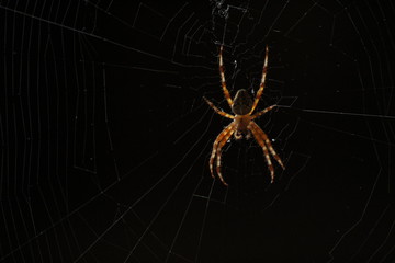 Kreuzspinne