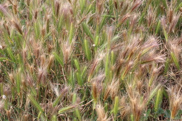 herbe en été