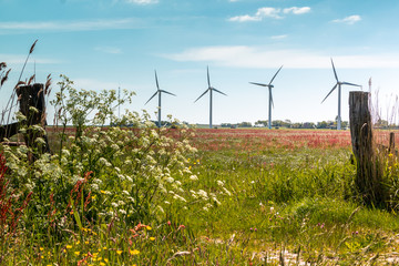 Windmills in the field on a sunny day in  springtime, the Netherlands, region Gaasterland, province...