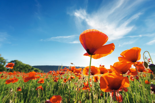 field of red poppy flower shot from below. beautiful nature background against the blue sky