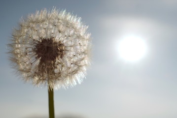 Dandelion in sunlight on the background of the sky