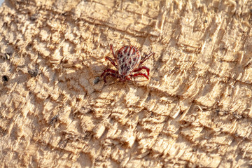 A dangerous parasite and infection carrier mite