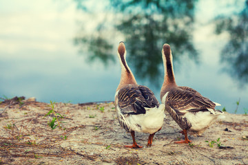 Two geese strolling along the lake shore