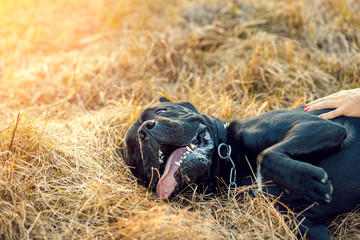 Cane corso italiano dog  walking in park in autumn. Dog lying on the dry grass