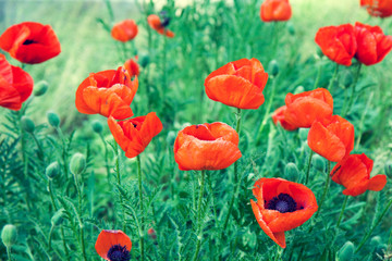 Blossoming red Poppies in the field in spring