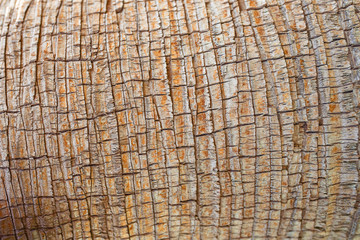 Texture of palm tree bark. Beautiful bark pattern. Close-up.