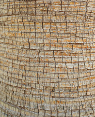 Texture of palm tree bark. Beautiful bark pattern. Close-up.
