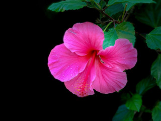 pink flower on black background