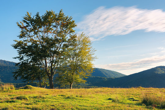 beech trees on the hill at sunset. grassy meadow. cloud on the blue sky above the distant mountain