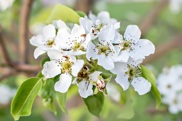 Branches of beautiful white flowers of pear or Apple tree. Close-up