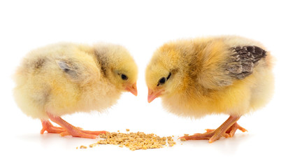 Two cute little chicks pecking seeds.
