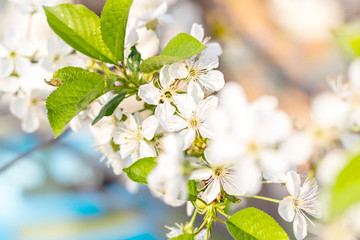  Soft focus branches of cherry blossoms. Nature background 