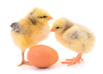 Small chickens and egg isolated.