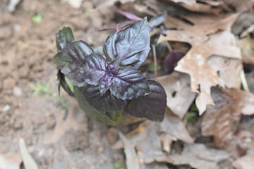 Purple Basil Herb growing in garden
