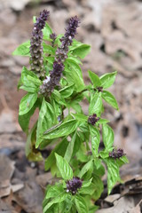 Cinnamon Basil Plants growing in garden