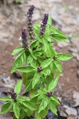 Cinnamon Basil Plants growing in garden