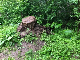 trunk of a tree