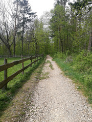 Fototapeta premium Waldweg 1
