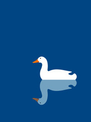 White duck floating on the water