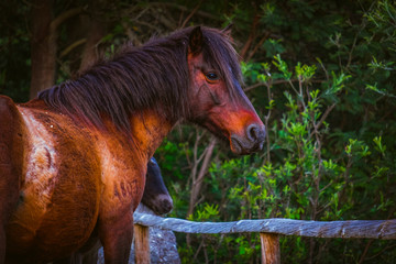 bonito cavalo castanho selvagem em perfil