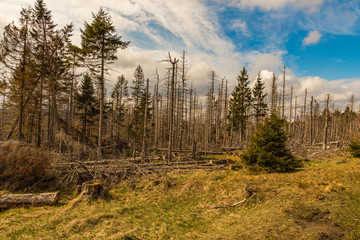 Old dry wild and felled wood and cloudy sky
