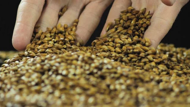 farmer sifts the malt grain in his hands, ready for the preparation of craft beer or malt whiskey. The concept of healthy and healthy ingredients. Italian barley malt 4k 59.94 fps