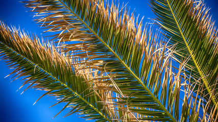 Obraz na płótnie Canvas Palmen Blätter mit Hintergrund blauen Himmel Sommer 