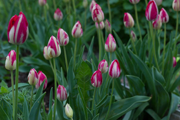 beautiful pink and white tulips growing on a flowerbed in a city park