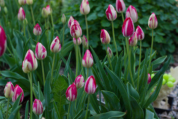 beautiful pink and white tulips growing on a flowerbed in a city park