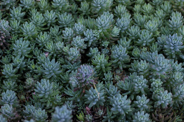 low-growing garden plant covering the ground in the flowerbed