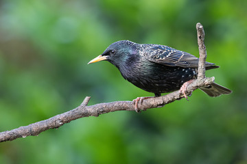Star (Sturnus vulgaris)