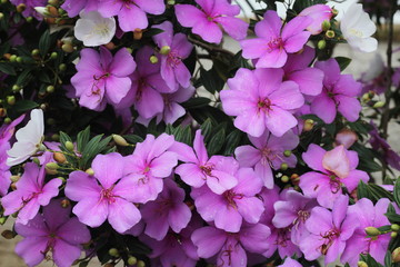 flowers background nature