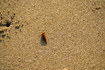 Shell in the sand at a beach