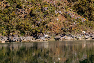 a flock of goats that are near a lagoon of La Arboleda, Vizcaya
