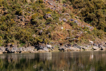 a flock of goats that are near a lagoon of La Arboleda, Vizcaya