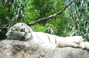 tigre3