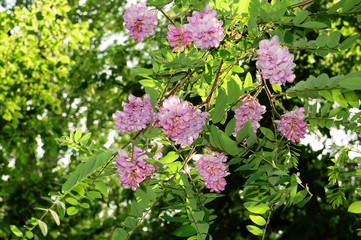 Flowers and leaves of pink acacia in the bright rays of the sun against the blue sky