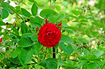 Red rose flowers against a background of green leaves. Natural rose bush.